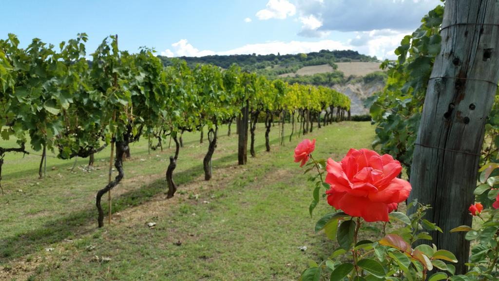 I Sicomori - Seme Di Carota - Glamping E Appartamenti Con Piscina A Saturnia Exterior foto